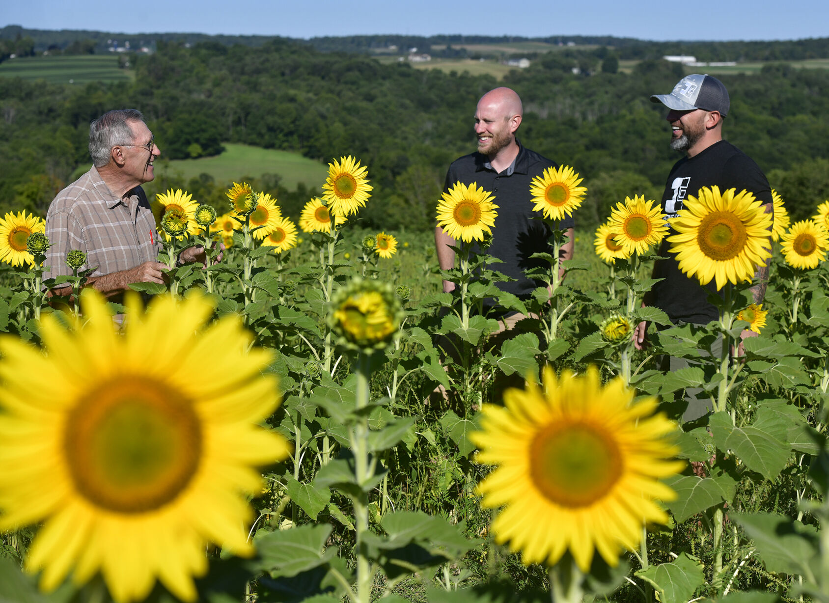 Golden Farms- Sunflowers